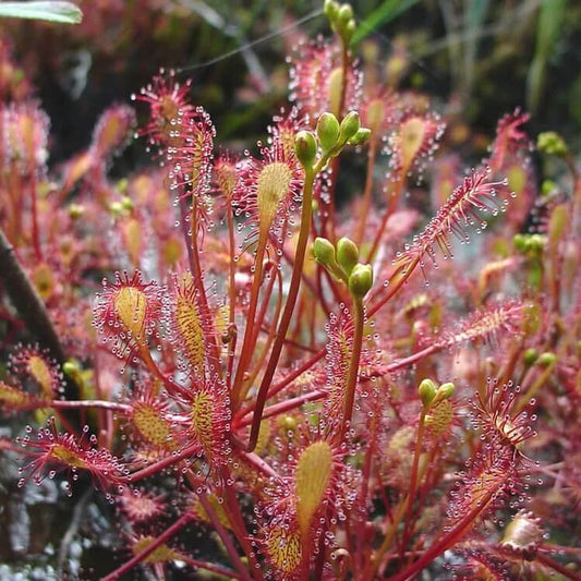 Drosera Intermedia Spoonleaf Sundew Seeds 