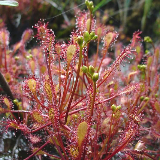 Drosera Intermedia Water Sundew Seeds