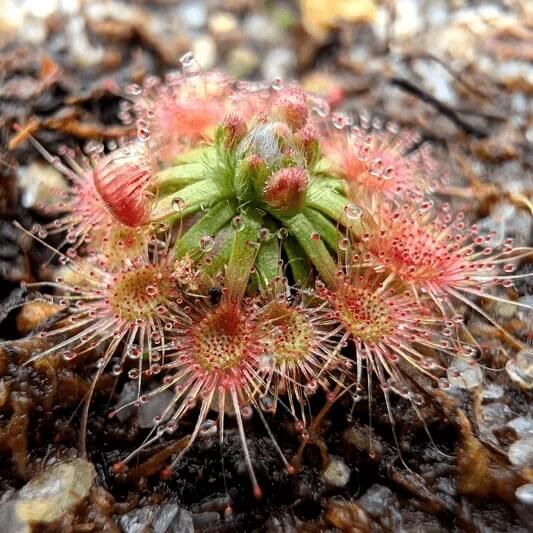Drosera Nitidula Pygmy Sundew Seeds