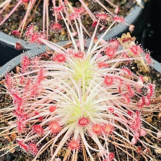 Drosera Paradoxa Woolly Sundew Seeds 