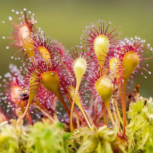 Drosera Rotundifolia Round-Leaved Sundew Seeds 