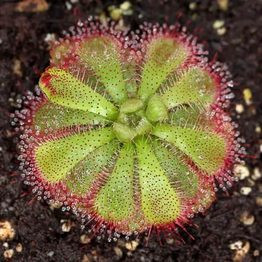 Drosera Seeds 