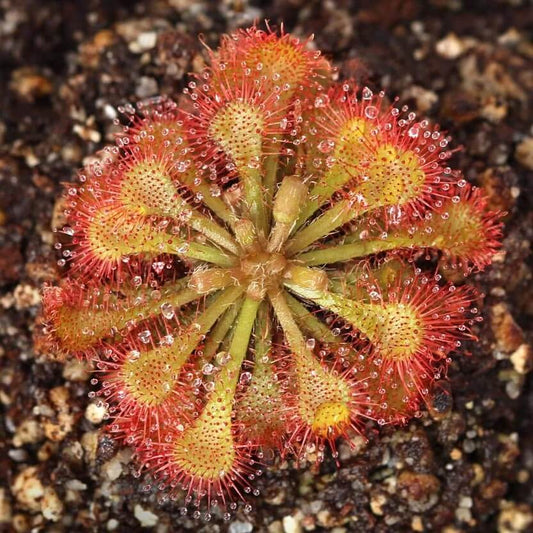 Drosera Spatulata Giant Spatulata Sundew Seeds