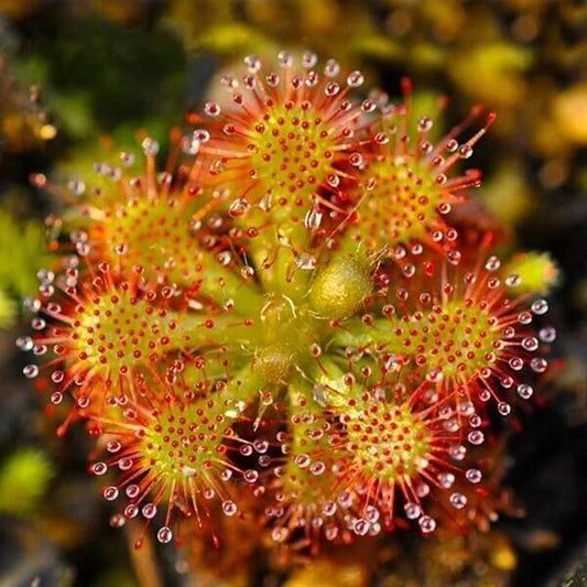 Drosera Spatulata Spoon-Leaved Sundew Seeds