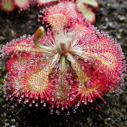 Drosera Sundew Mix Seeds