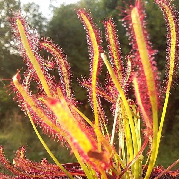 Drosera Sundew Plant Seeds - Carnivorous Plant Seeds for Home Gardens