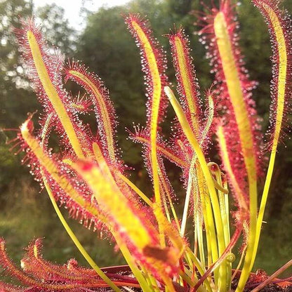 Drosera Sundew Plant Seeds - Carnivorous Plant Seeds for Home Gardens