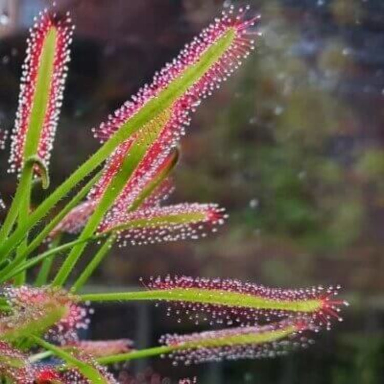 Drosera Sundew Plant Seeds - Carnivorous Plant Seeds for Home Gardens