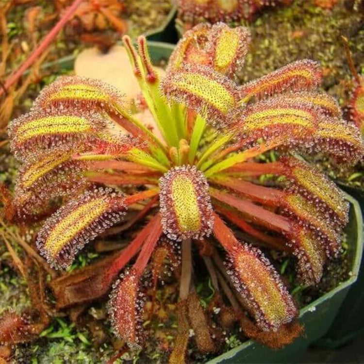Drosera Sundew Plant Seeds - Carnivorous Plant Seeds for Home Gardens