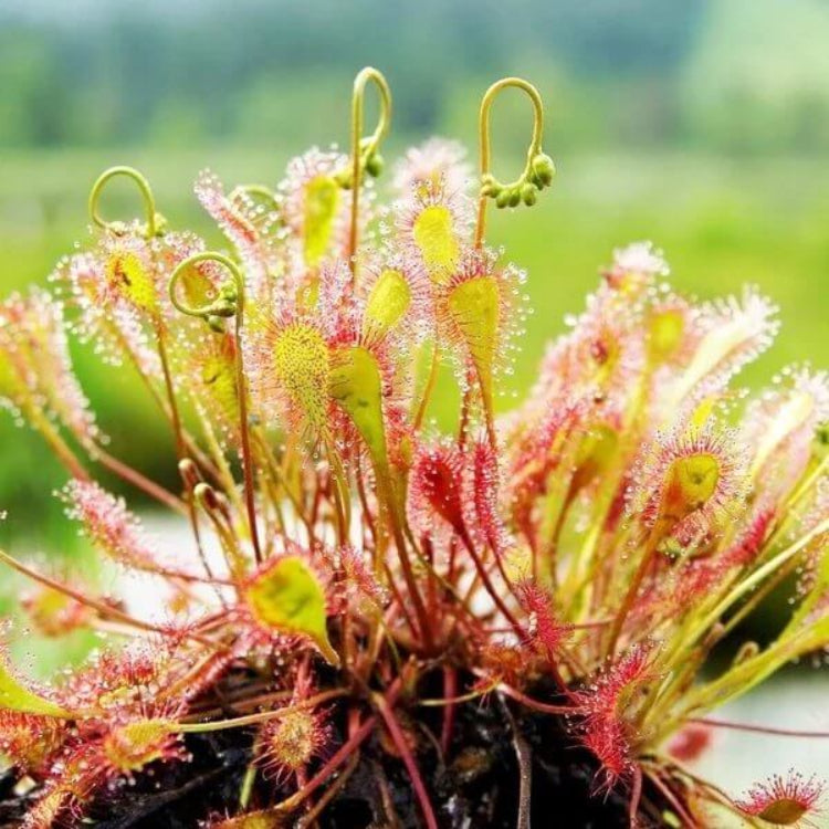 Drosera Sundew Plant Seeds - Carnivorous Plant Seeds for Home Gardens