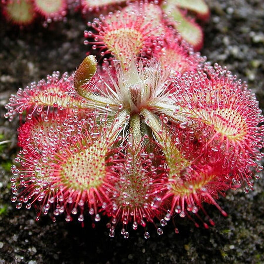 Drosera Sundew Seeds 