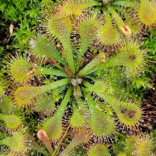 Drosera Tokaiensis Toka Sundew Seeds