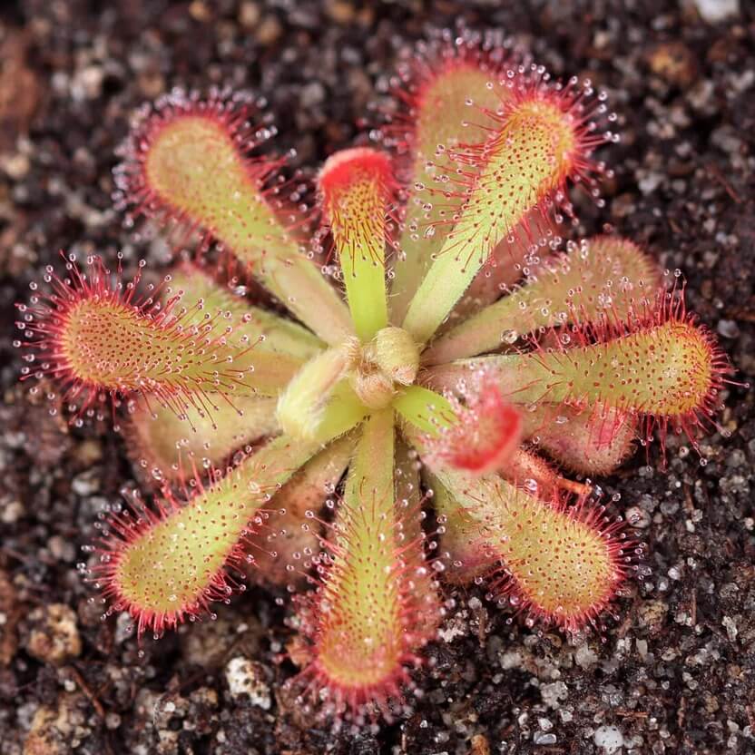 Drosera Venusta Elegant Sundew Seeds 