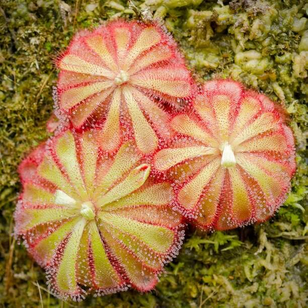 Drosera Venusta Elegant Sundew Seeds 