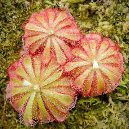 Drosera Venusta Elegant Sundew Seeds 