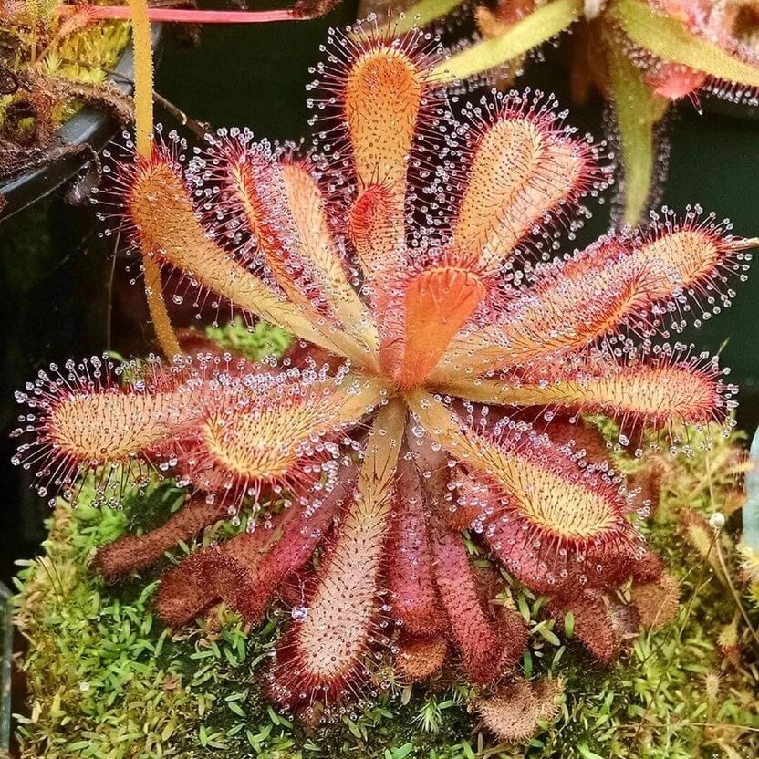 Drosera Venusta Elegant Sundew Seeds 