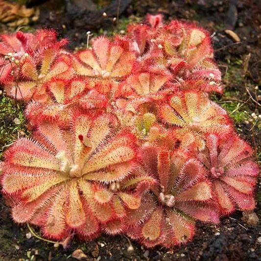 Drosera Venusta Elegant Sundew Seeds 