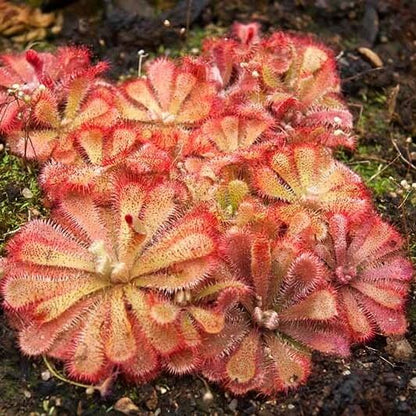 Drosera Venusta Elegant Sundew Seeds 
