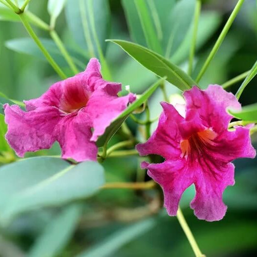 Drought Desert Willow Seeds - Flower Plant