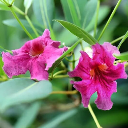 Drought Desert Willow Seeds - Flower Plant