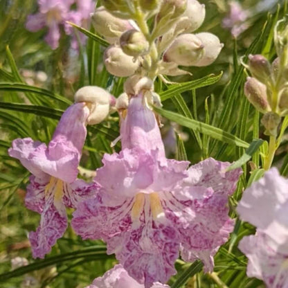 Drought Desert Willow Seeds - Flower Plant