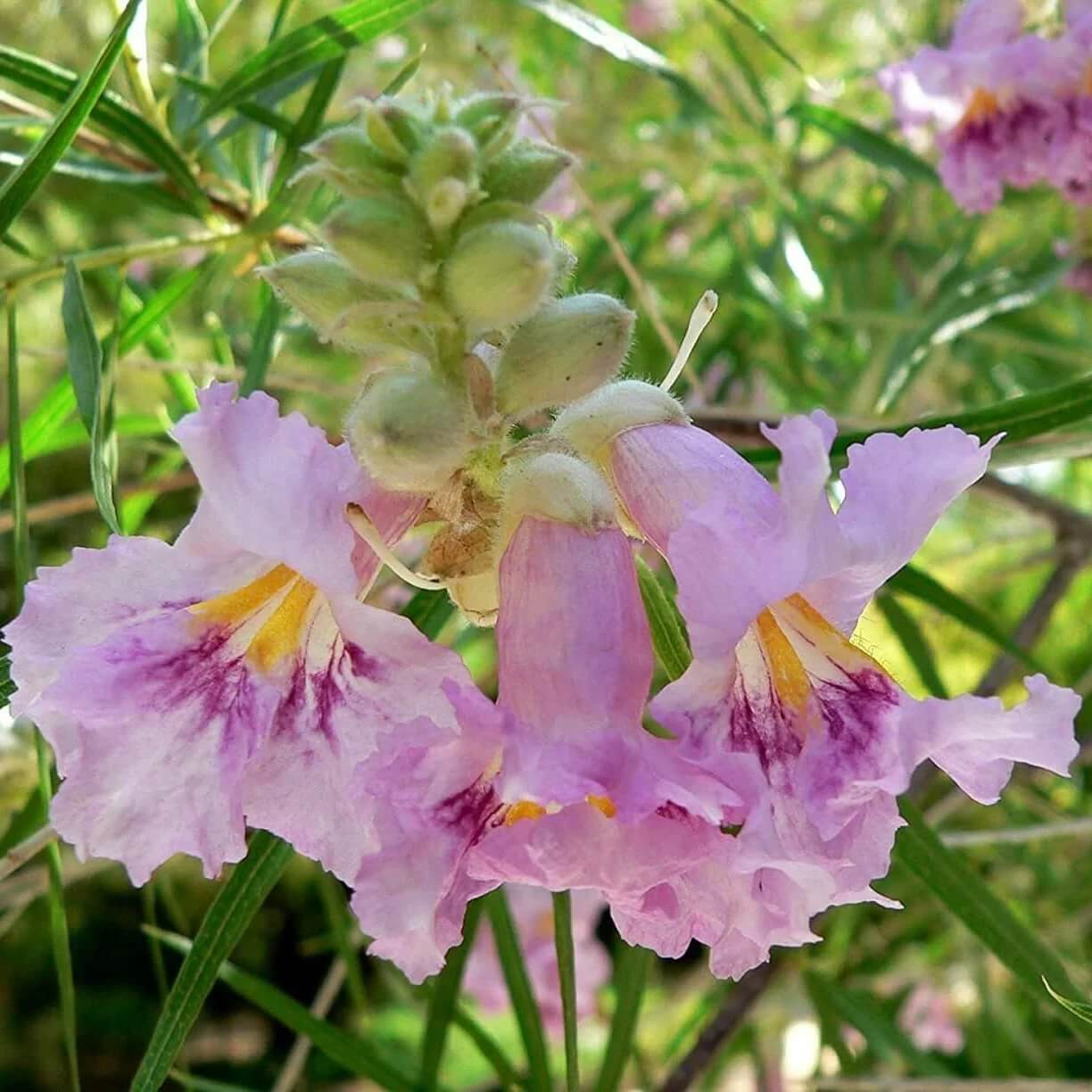 Drought Desert Willow Seeds - Flower Plant