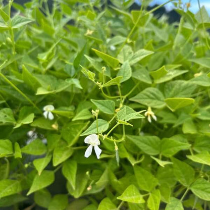 Drought Tolerant Bean Seeds