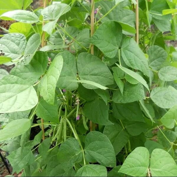 Drought Tolerant Bean Seeds