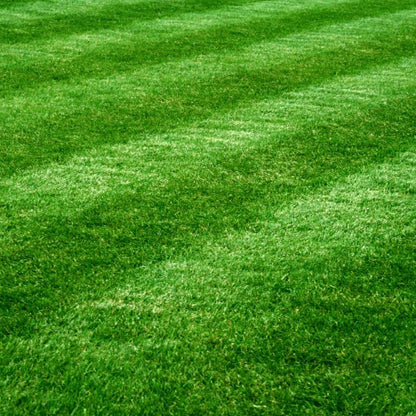 Drought Tolerant Grass Seeds 
