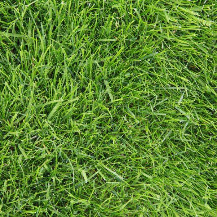 Drought Tolerant Grass Seeds 
