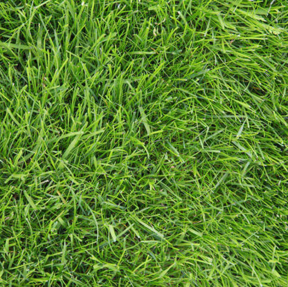 Drought Tolerant Grass Seeds 