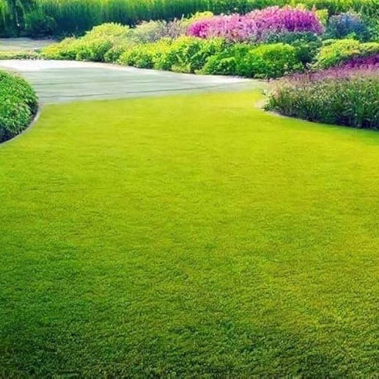 Drought Tolerant Grass Seeds 