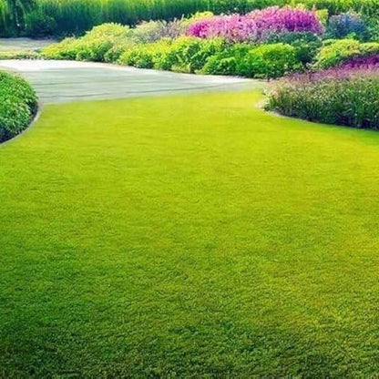 Drought Tolerant Grass Seeds 
