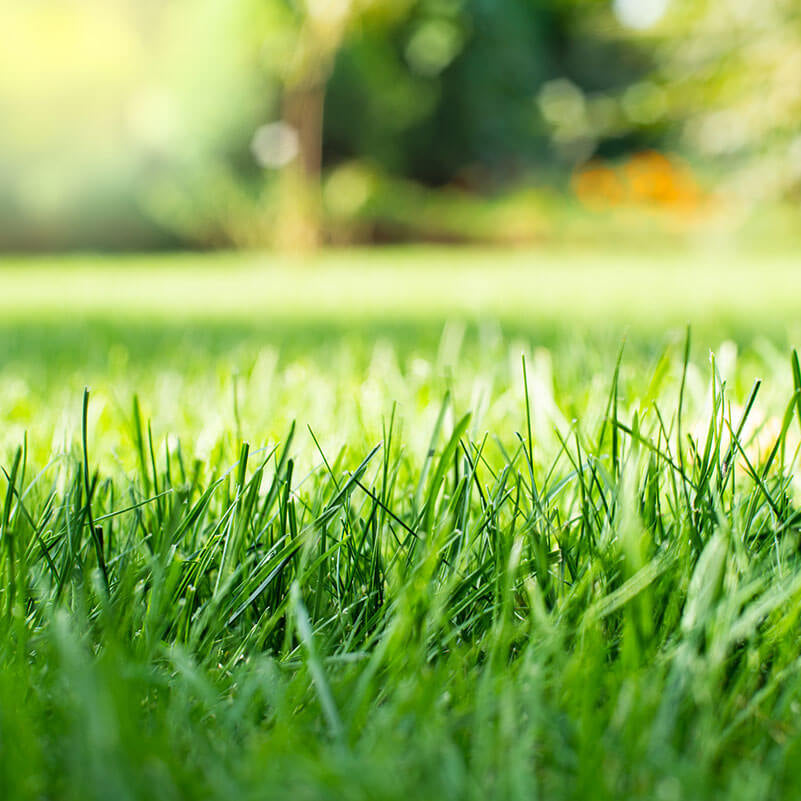 Drought Tolerant Grass Seeds 