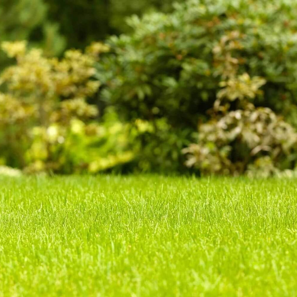 Drought Tolerant Grass Seeds 