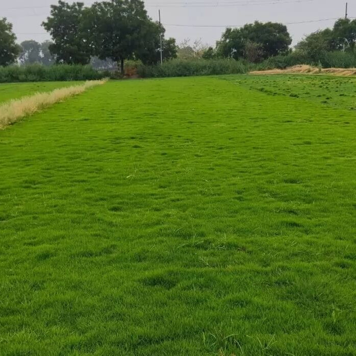 Drought Tolerant Grass Seeds 