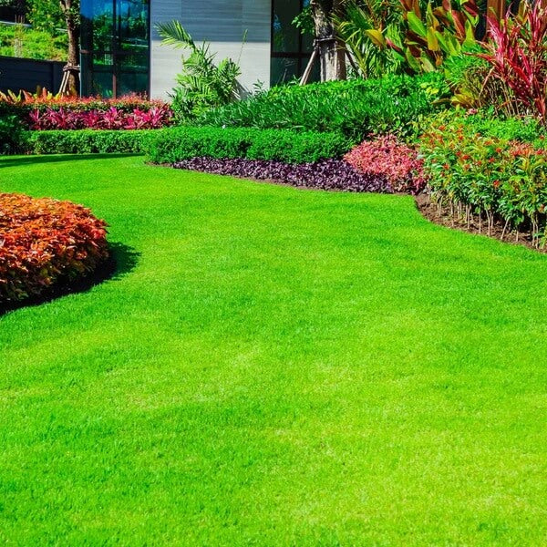 Drought Tolerant Grass Seeds 