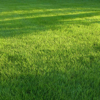 Drought Tolerant Grass Seeds 
