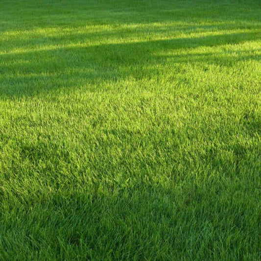 Drought Tolerant Grass Seeds 