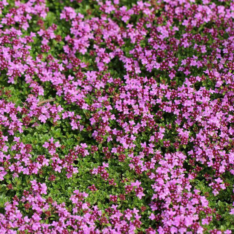 Drought Tolerant Ground Cover Seeds