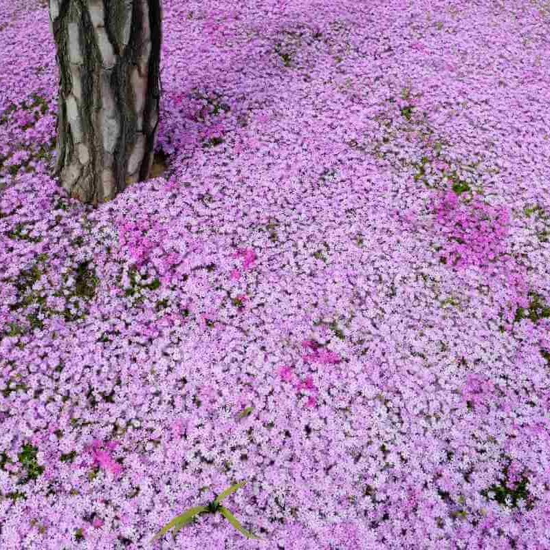 Drought Tolerant Ground Cover Seeds