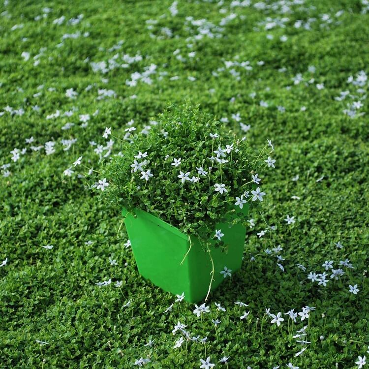 Drought Tolerant Ground Cover Seeds