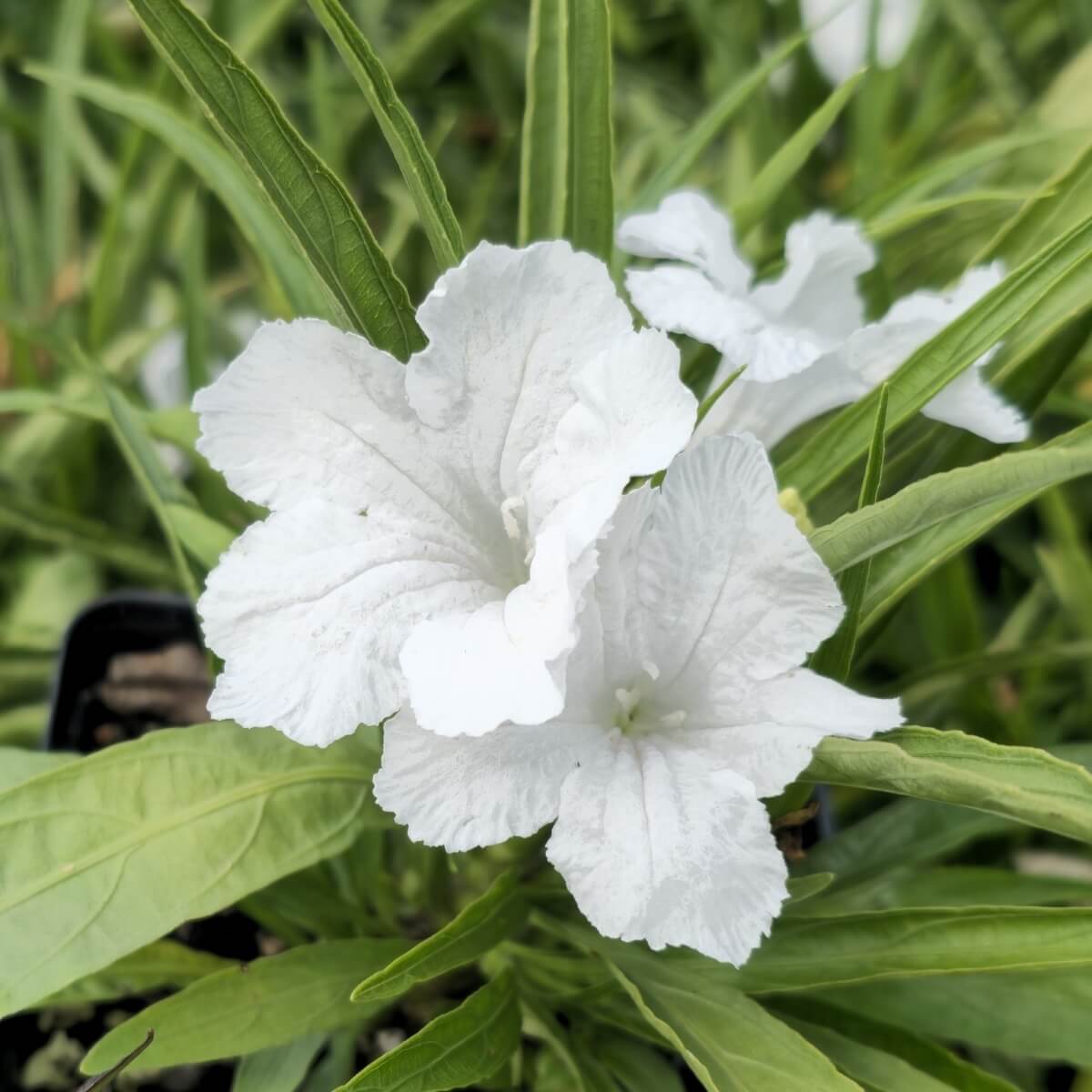 Drought Tolerant White Mexican Petunia Seeds 