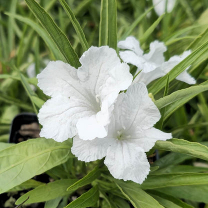 Drought Tolerant White Mexican Petunia Seeds 
