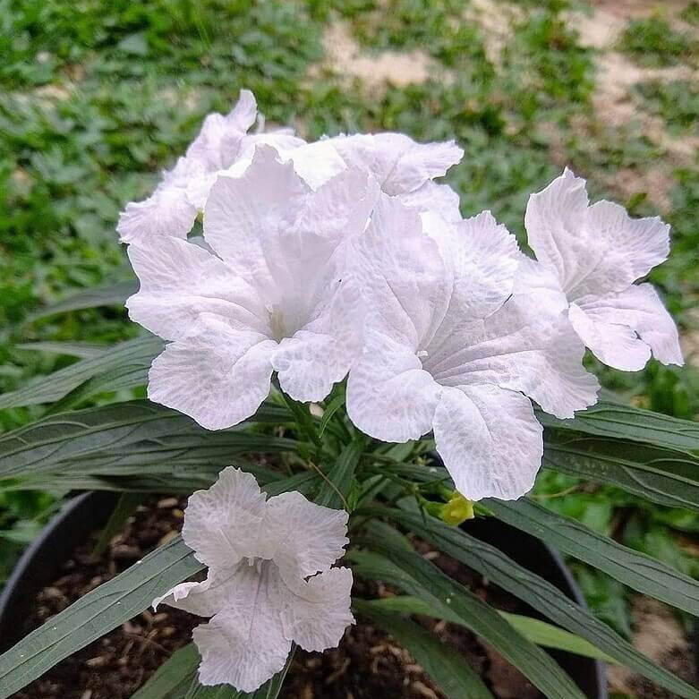 Drought Tolerant White Mexican Petunia Seeds 
