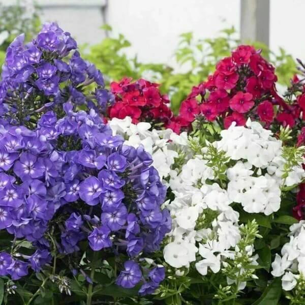 Drummond seeds - Flower Plant