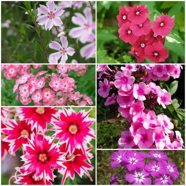 Drummond seeds - All in one for home gardens