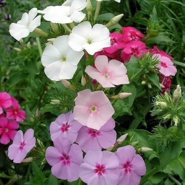 Drummond seeds - All in one for home gardens