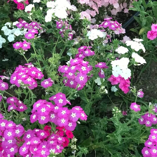 Drummond seeds - Flower Plant