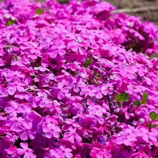 Drummond seeds - Flower Plant